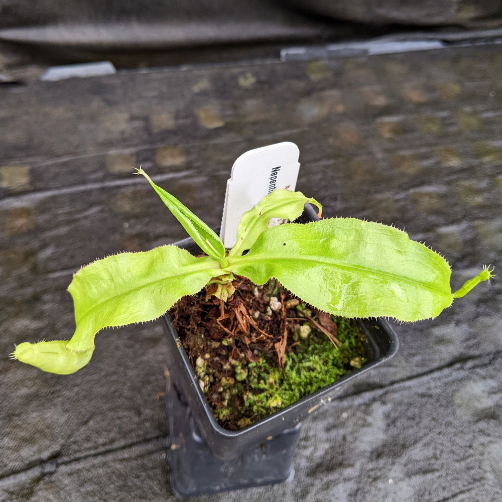 
                      
                        Nepenthes "Moonpalm"
                      
                    