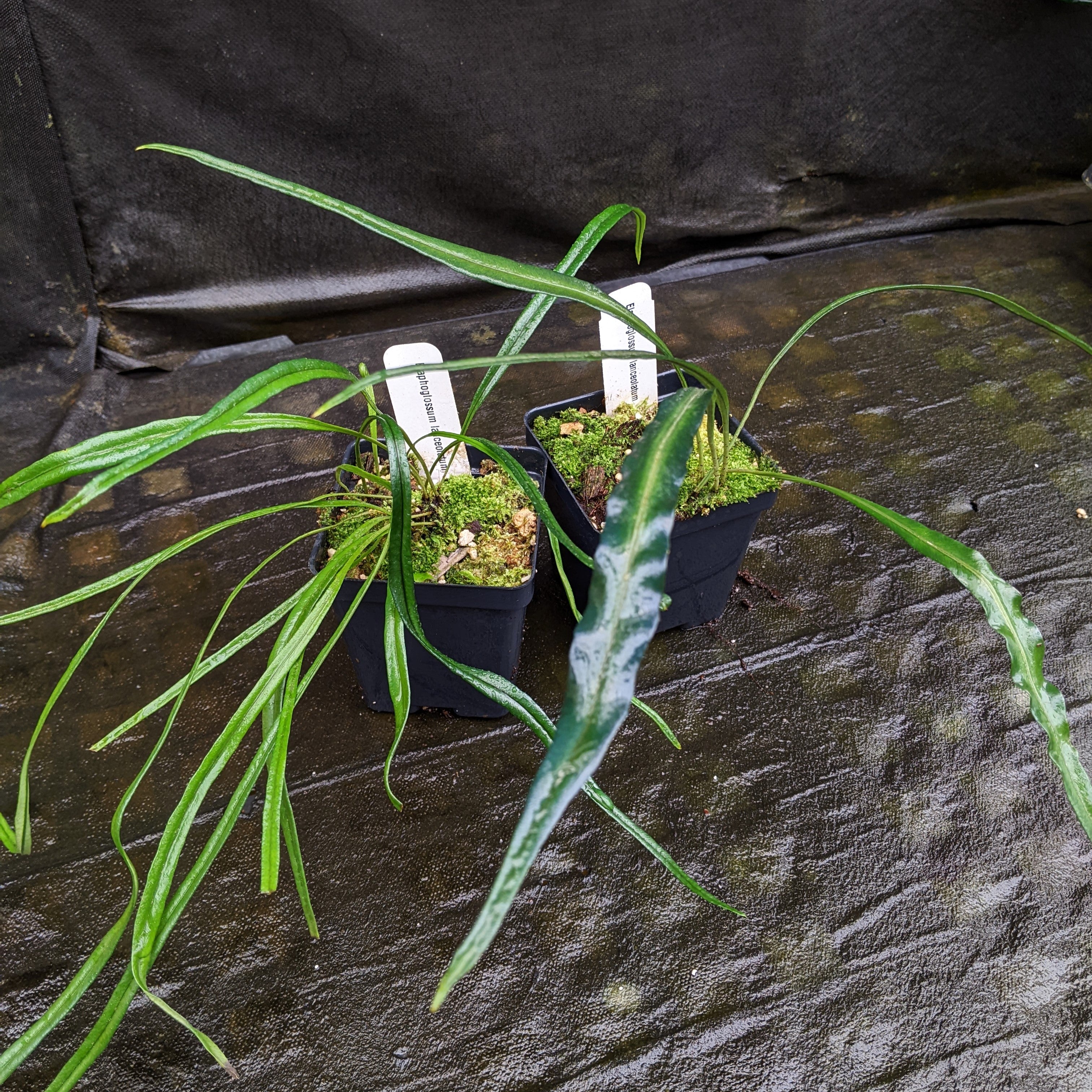 1点もの　南米シダ　Elaphoglossum lanceolatum　エラフォグロッサム・ランケオラタム Yahoo!オークション - シダElaphoglossum lanceolatum Ecuador