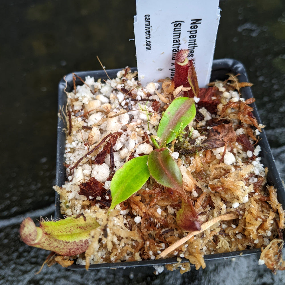 
                      
                        Nepenthes [(lowii x veitchii) x boschiana] 'Red Ruffled' x (sumatrana x platychila), CAR-0326
                      
                    