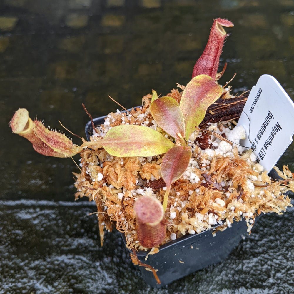 
                      
                        Nepenthes [(lowii x veitchii) x boschiana] 'Red Ruffled' x (sumatrana x platychila), CAR-0326
                      
                    