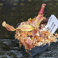 Nepenthes [(lowii x veitchii) x boschiana] 'Red Ruffled' x (sumatrana x platychila), CAR-0326