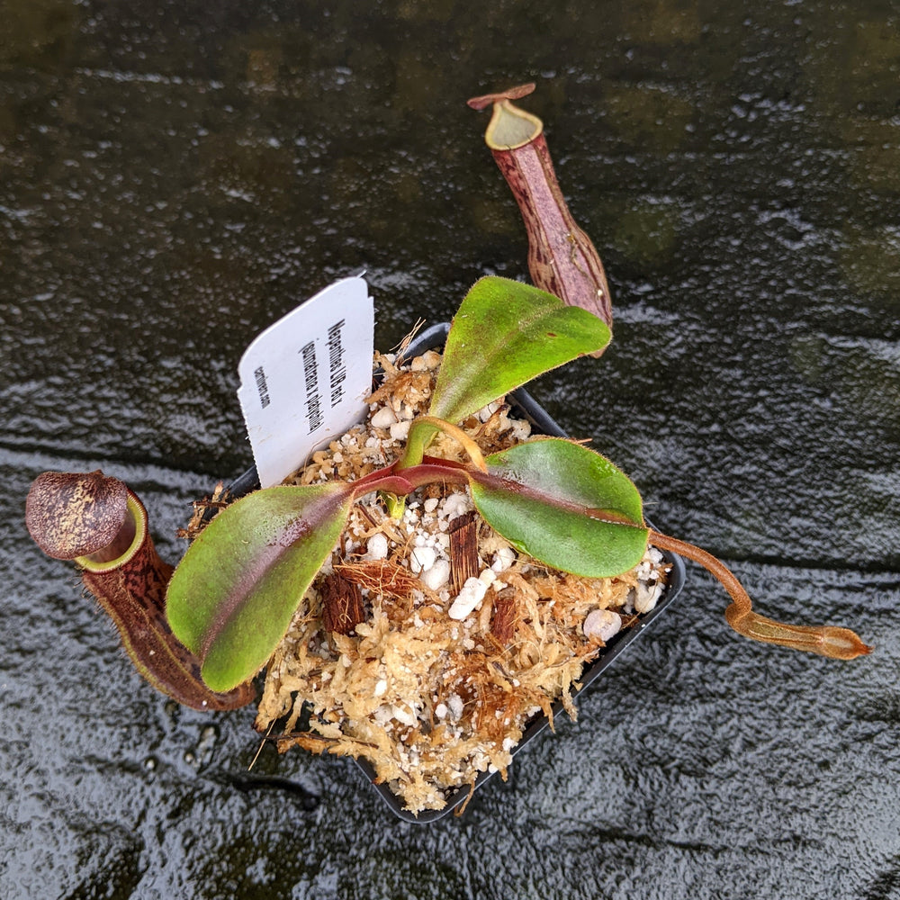
                      
                        Nepenthes [(lowii x veitchii) x boschiana] 'Red Ruffled' x (sumatrana x platychila), CAR-0326
                      
                    