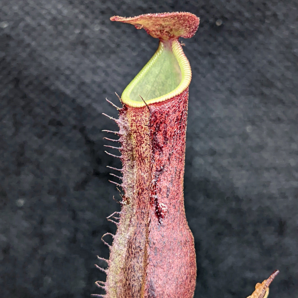
                      
                        Nepenthes [(lowii x veitchii) x boschiana] 'Red Ruffled' x (sumatrana x platychila), CAR-0326
                      
                    
