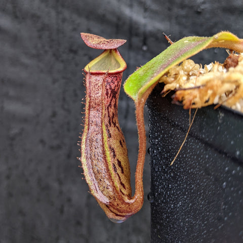 Long reddish Nepenthes pitcher with yellow-green rim and burgundy lid, CAR-0326.
