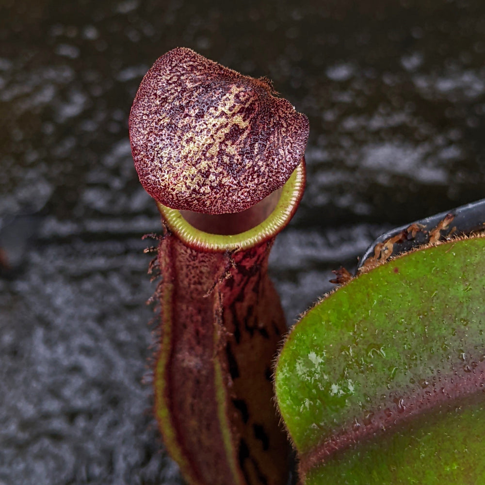 
                      
                        Nepenthes [(lowii x veitchii) x boschiana] 'Red Ruffled' x (sumatrana x platychila), CAR-0326
                      
                    