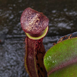 Nepenthes [(lowii x veitchii) x boschiana] 'Red Ruffled' x (sumatrana x platychila), CAR-0326