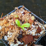 Nepenthes ventricosa JB x (ventricosa x hamata), CAR-0323