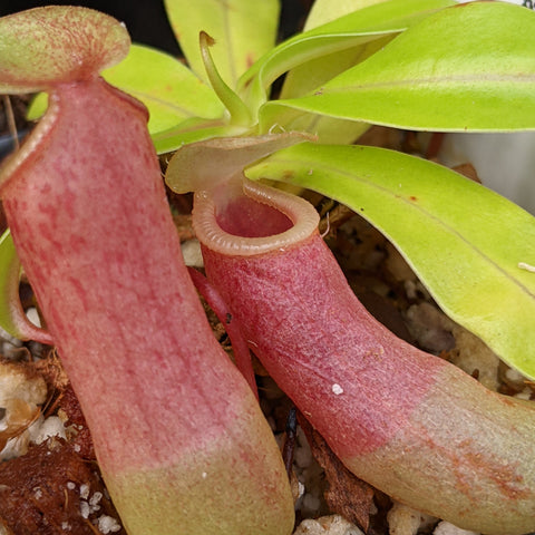 Close up of a pink Nepenthes ventricosa JB cross ventricosa hamata pitcher with lime green leaves in a small pot
