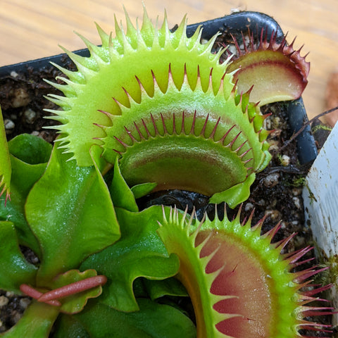 Close up of Venus flytrap leaves with lime green traps and red-edged inner lobes in a pot