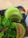 Dionaea muscipula 'Flaming Lips'