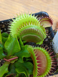 Venus Flytrap- Dionaea muscipula 'Flaming Lips'