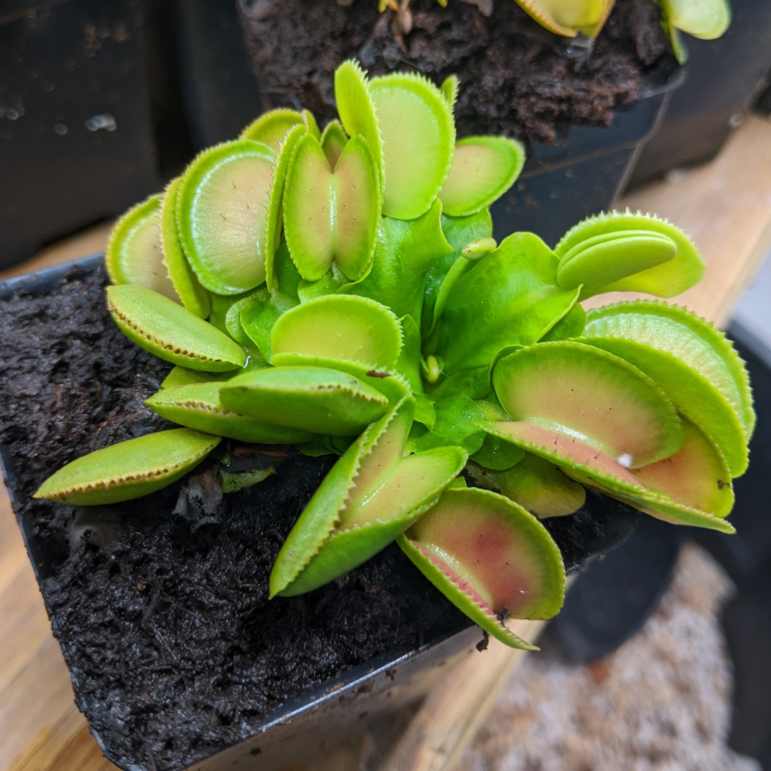 ミトラデッキ Venus Flytrap- Dionaea muscipula 'Microdent' – Carnivero