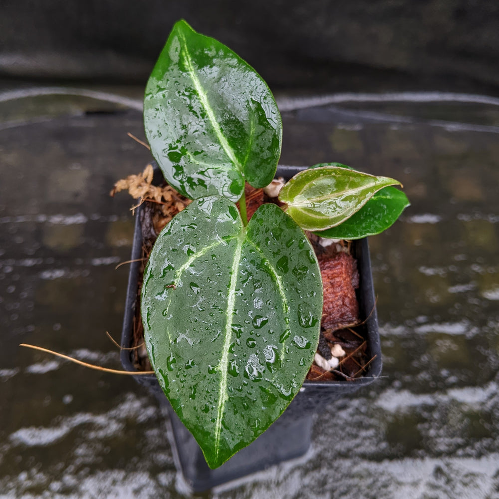 
                      
                        Anthurium crystallinum Dark x Indo Hoffmannii, CAR-0283
                      
                    