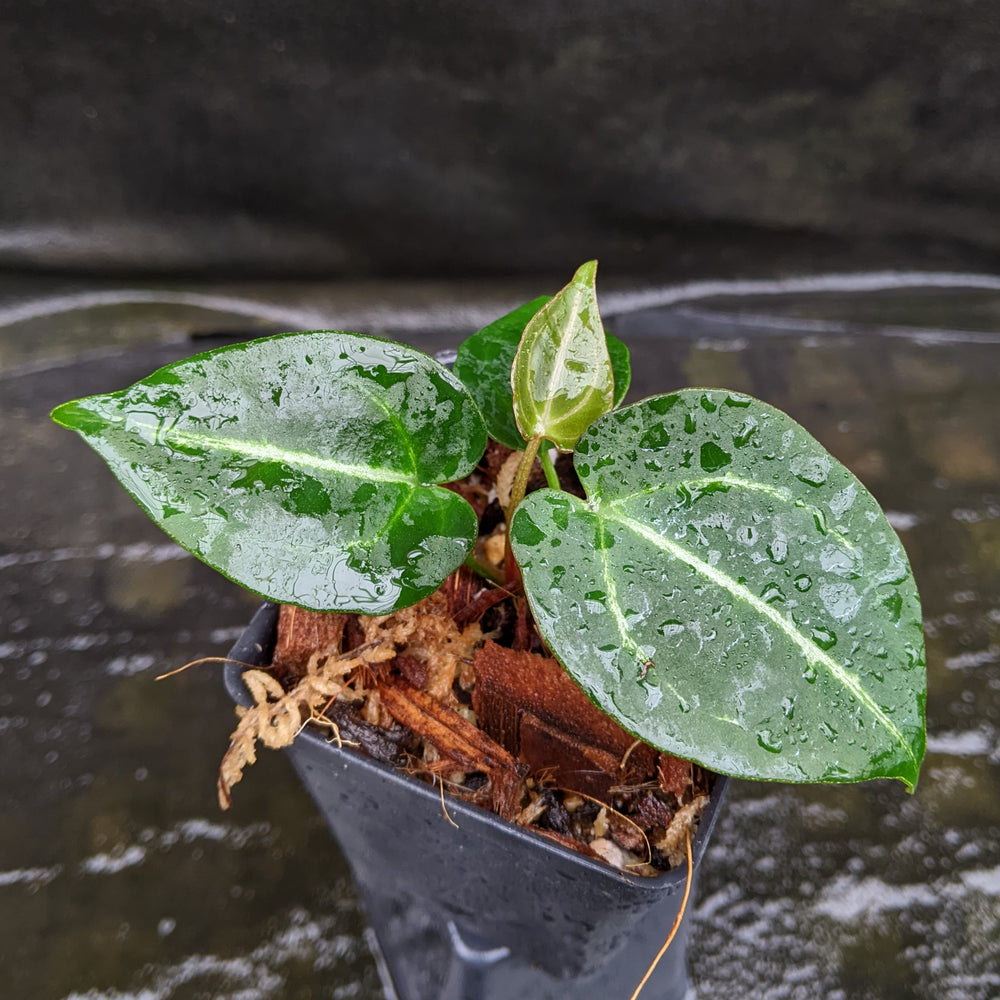 
                      
                        Anthurium crystallinum Dark x Indo Hoffmannii, CAR-0283
                      
                    