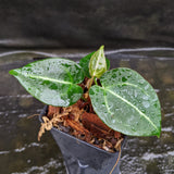 Anthurium crystallinum Dark x Indo Hoffmannii, CAR-0283