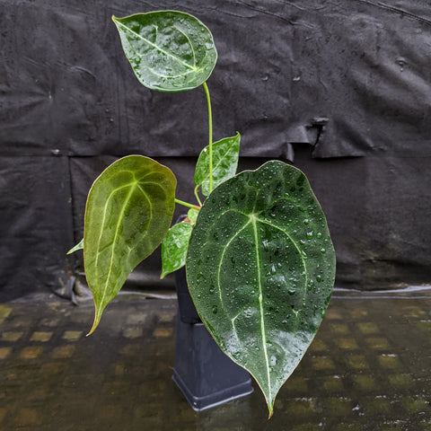 Anthurium forgetii Dark x peltigerum CAR-0327 plant with glossy heart shaped leaves and pale venation