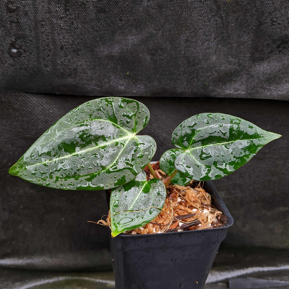 
                      
                        Anthurium crystallinum Dark x Indo Hoffmannii, CAR-0283
                      
                    