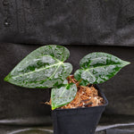 Anthurium crystallinum Dark x Indo Hoffmannii X, CAR-0283