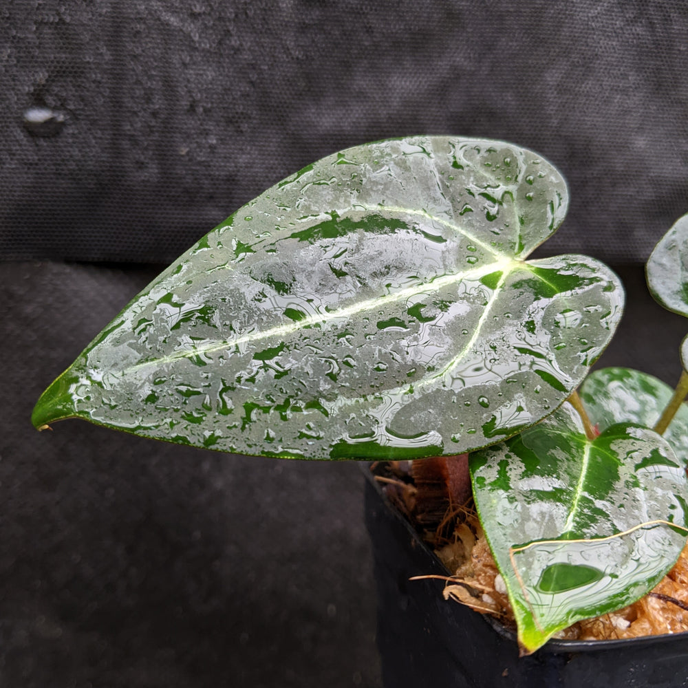 
                      
                        Anthurium crystallinum Dark x Indo Hoffmannii, CAR-0283
                      
                    