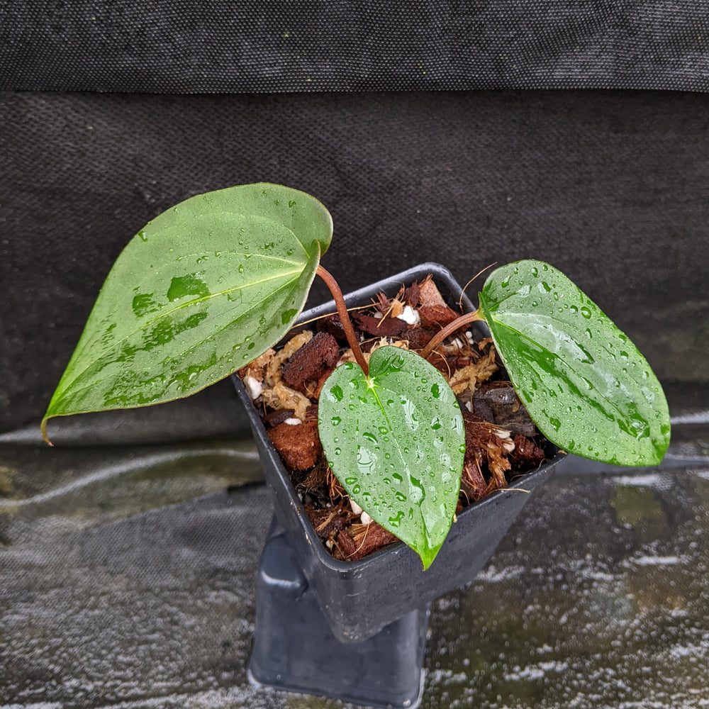
                      
                        Anthurium papillilaminum [SC2 x (Long x Bullet)], CAR-0282
                      
                    