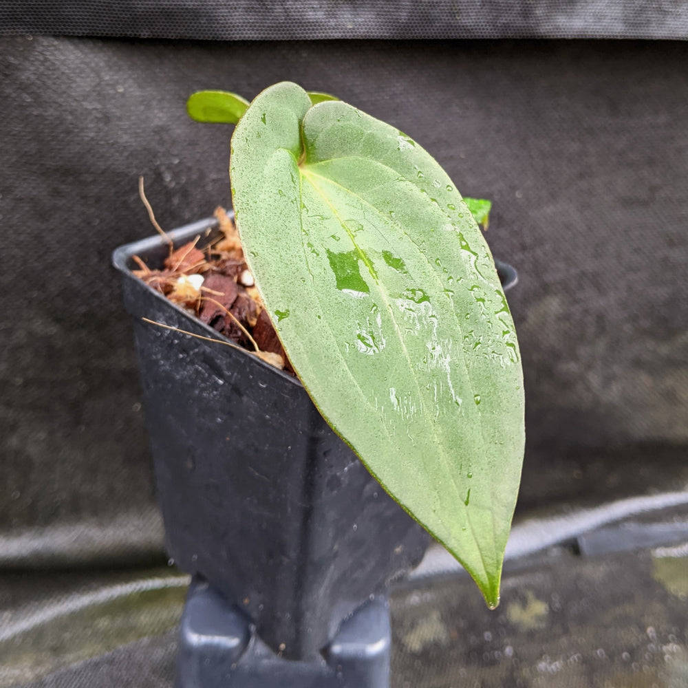 
                      
                        Anthurium papillilaminum [SC2 x (Long x Bullet)], CAR-0282
                      
                    