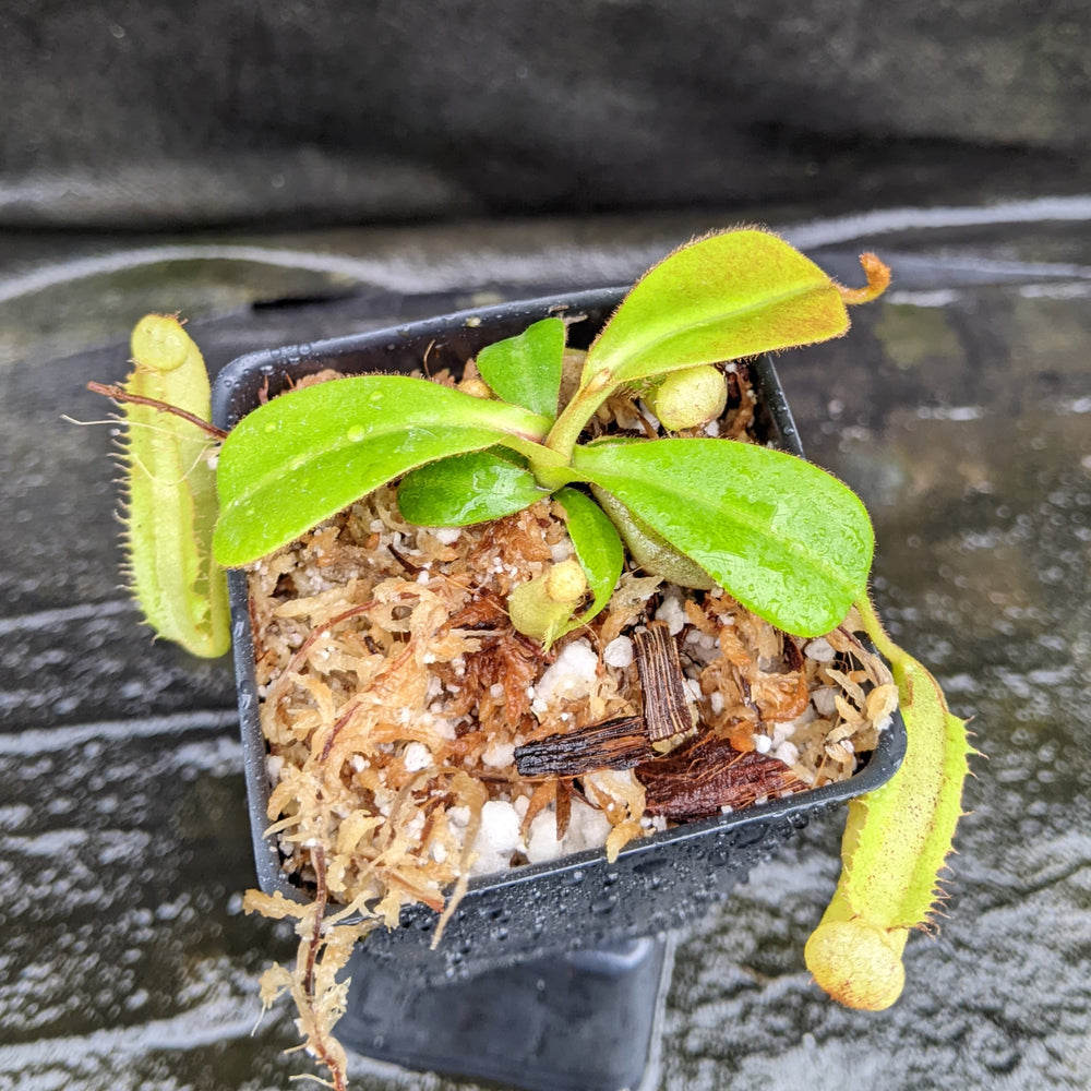 
                      
                        Nepenthes (spectabilis x lowii) x clipeata, CAR-0265
                      
                    