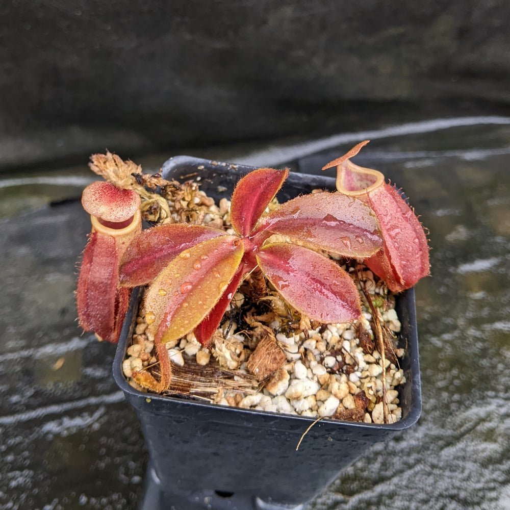 
                      
                        Nepenthes veitchii x mira BE-3696
                      
                    
