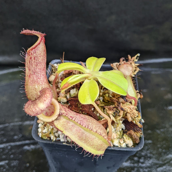 Nepenthes robcantleyi x ventricosa, BE-4074