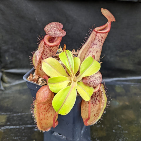 Tall pinkish red Nepenthes robcantleyi x ventricosa BE-4074 pitcher with curved lid
