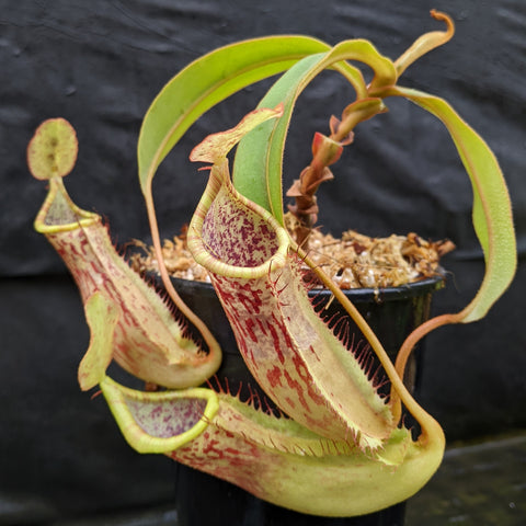 Nepenthes Ninole pitcher plant with a large pale green pitcher speckled with red in a black pot