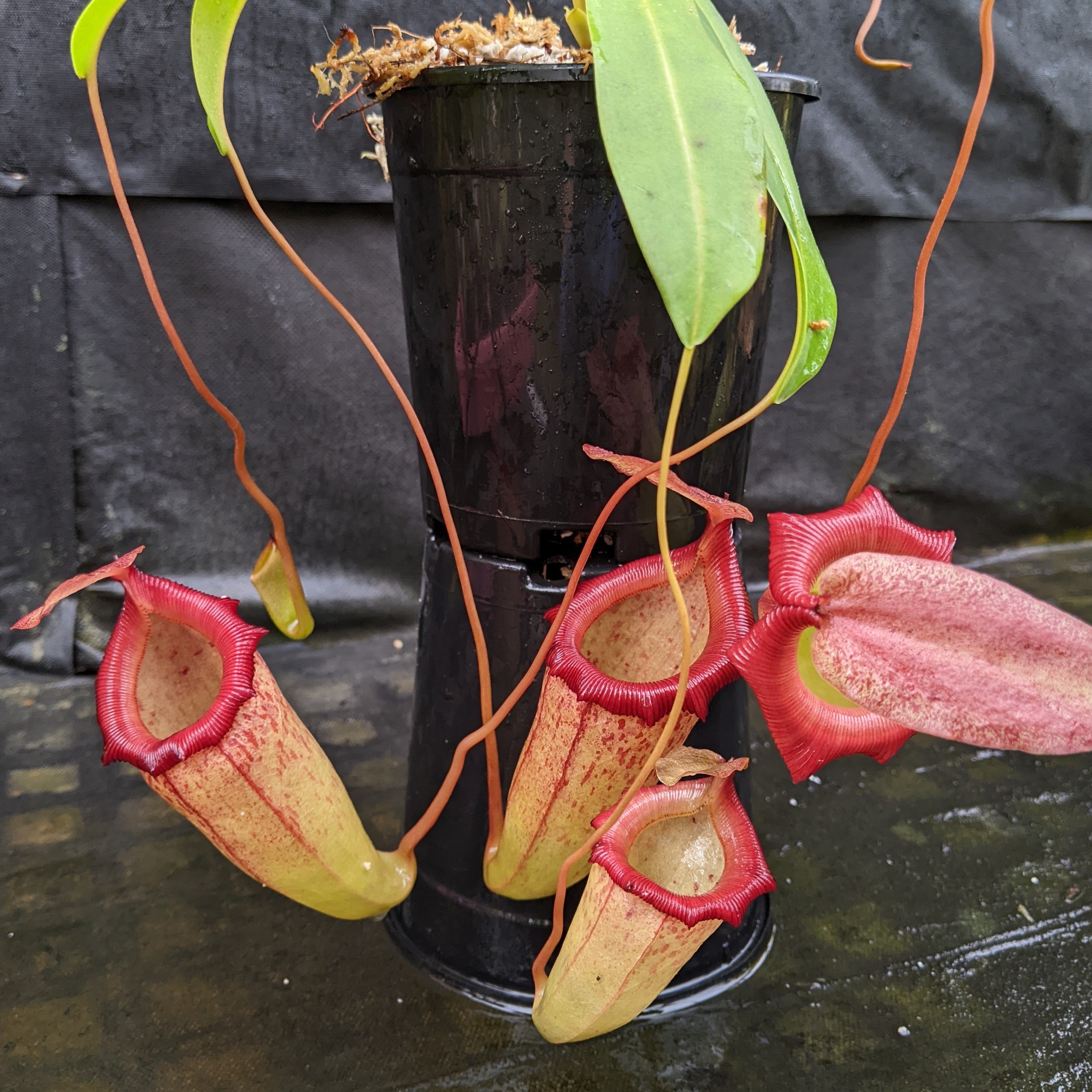 Nepenthes ventricosa 