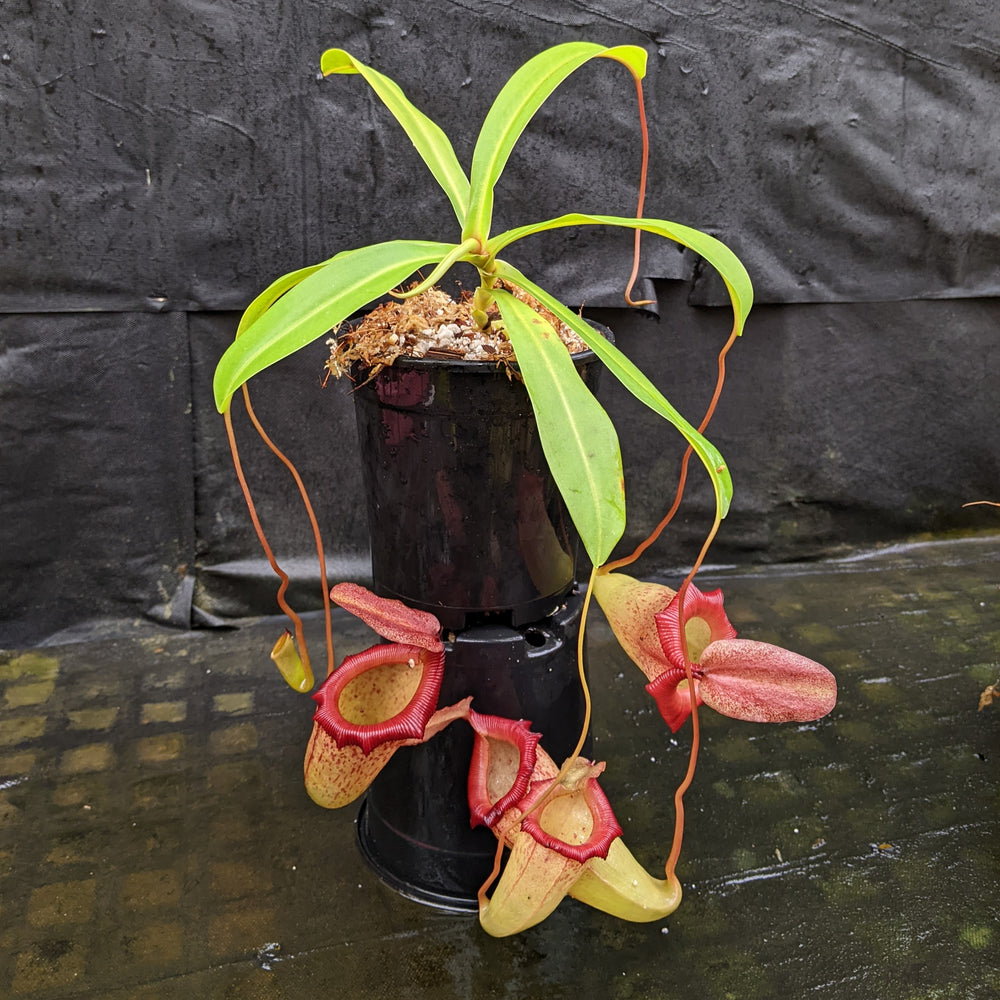 
                      
                        Nepenthes ventricosa "Denver" x flava #16, CAR-0329
                      
                    