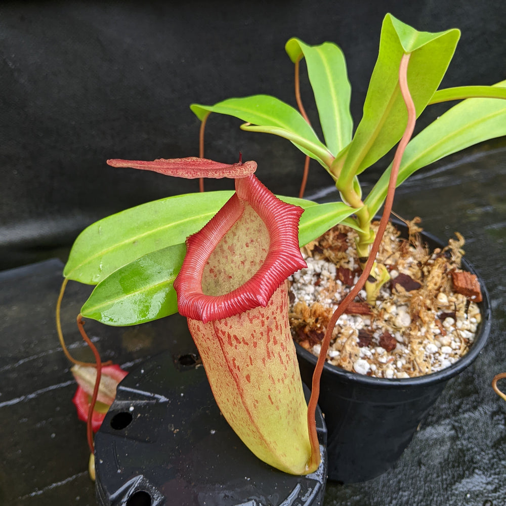 
                      
                        Nepenthes ventricosa "Denver" x flava #16, CAR-0329
                      
                    