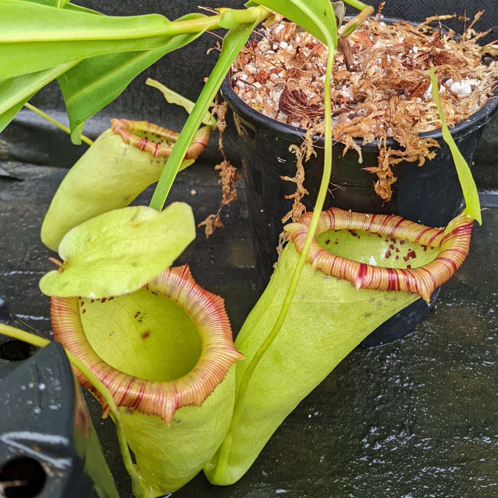 
                      
                        Nepenthes ventricosa "Denver" x flava #16, CAR-0329
                      
                    
