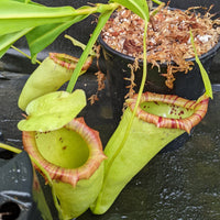 Nepenthes ventricosa "Denver" x flava #16, CAR-0329