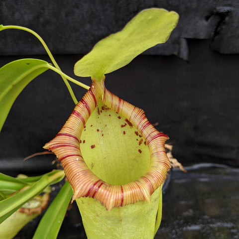 Close up of a Nepenthes ventricosa Denver x flava pitcher with pale green body and red striped peristome