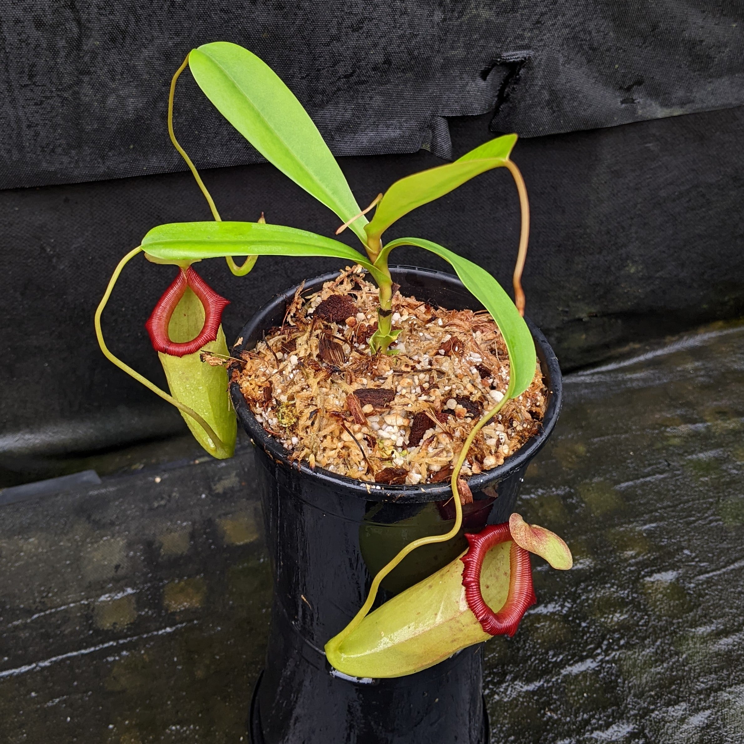 Nepenthes ventricosa 