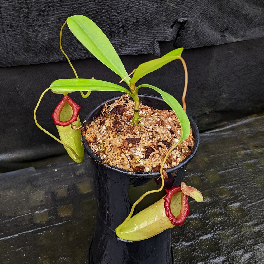 
                      
                        Nepenthes ventricosa "Denver" x flava #16, CAR-0329
                      
                    