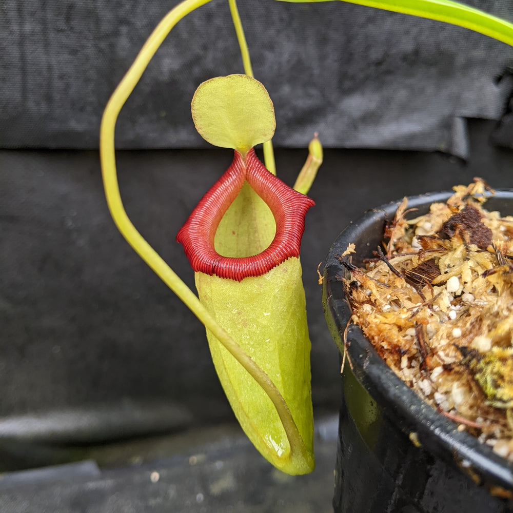 
                      
                        Nepenthes ventricosa "Denver" x flava #16, CAR-0329
                      
                    