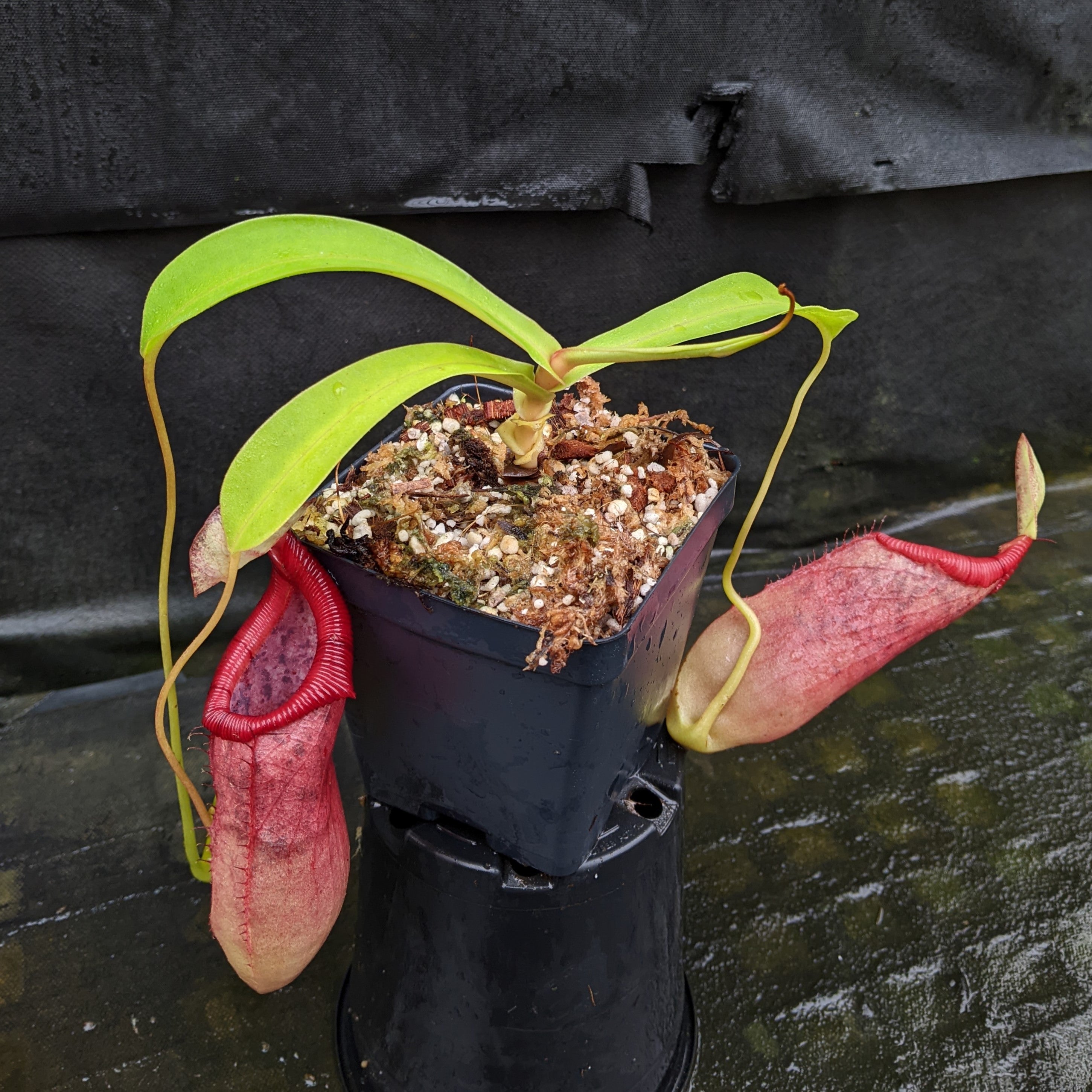 Nepenthes ventricosa x ovata, CAR-0185 – Carnivero