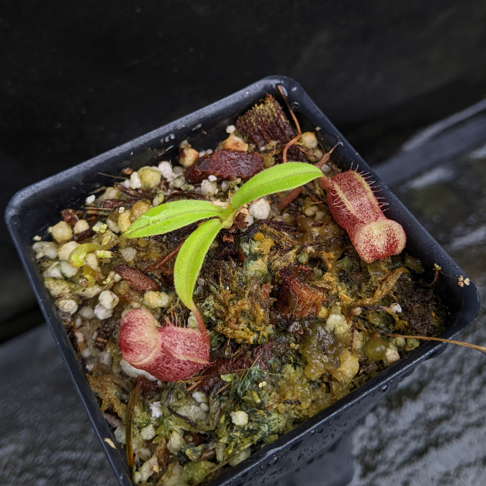
                      
                        Nepenthes talangensis x mira, CAR-0106
                      
                    