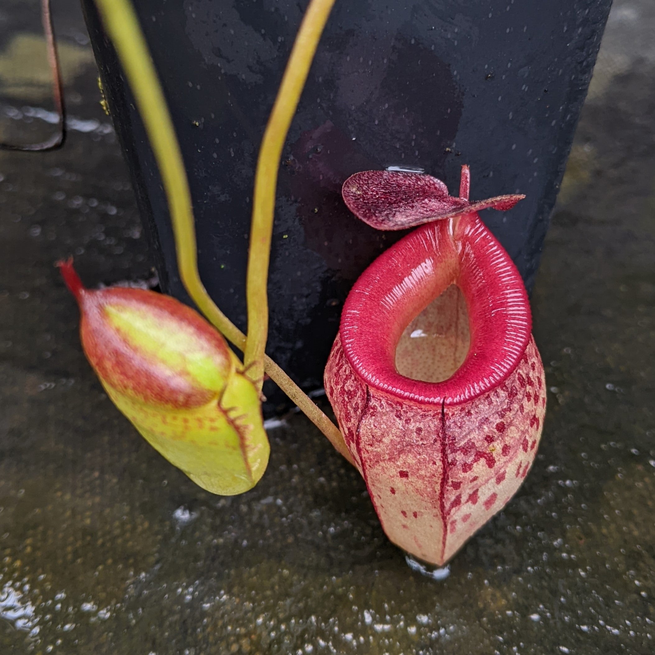 Nepenthes talangensis x mira, CAR-0106 – Carnivero