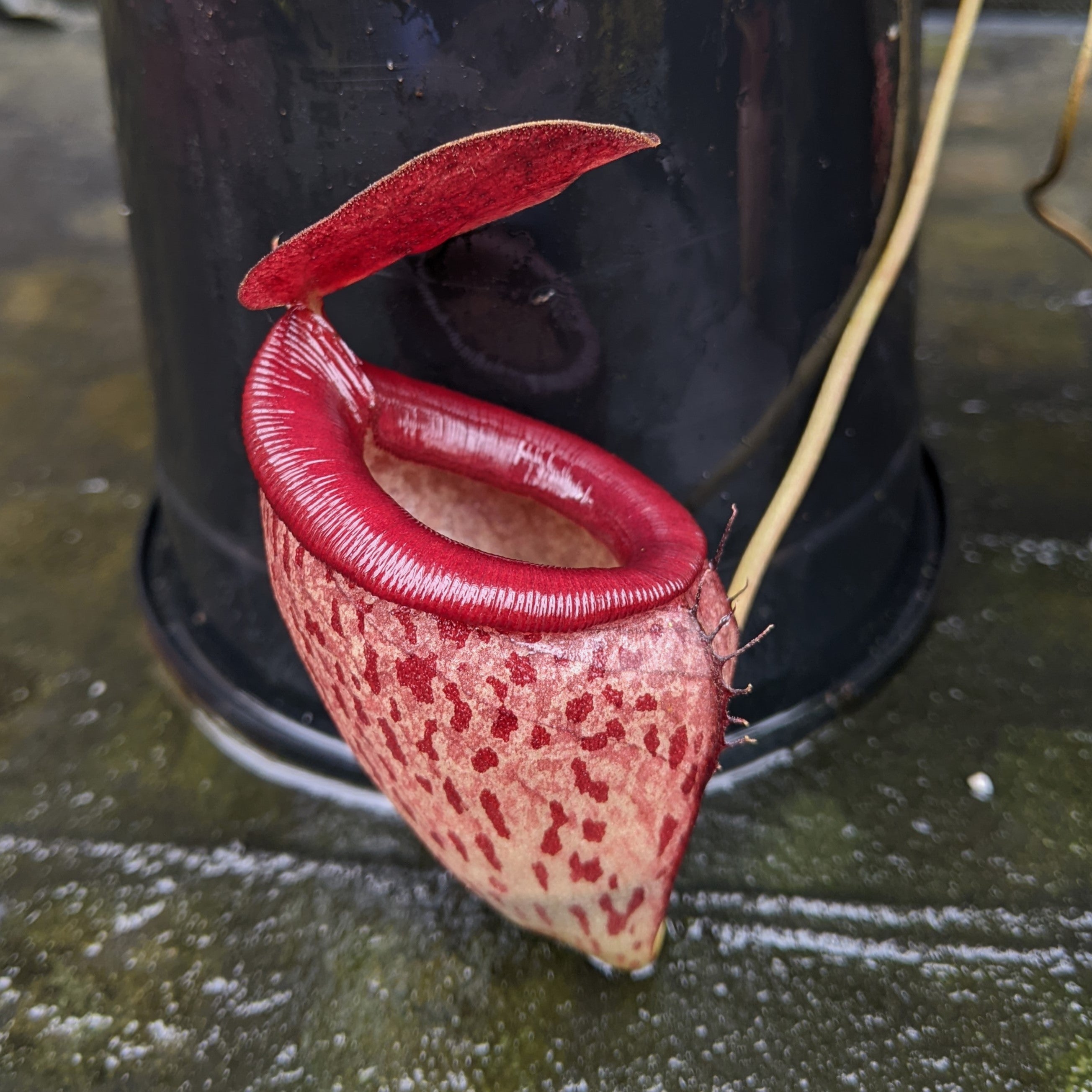 Nepenthes talangensis x mira, CAR-0106 – Carnivero