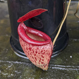 Nepenthes talangensis x mira, CAR-0106