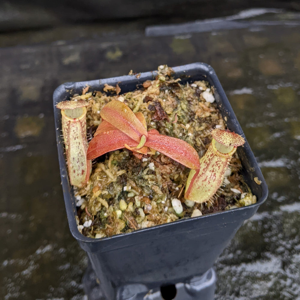 
                      
                        Nepenthes ventricosa "Denver" x spectabilis Pangulubao, CAR-0330, pitcher plant, carnivorous plant, collectors plant, large pitchers, rare plants
                      
                    