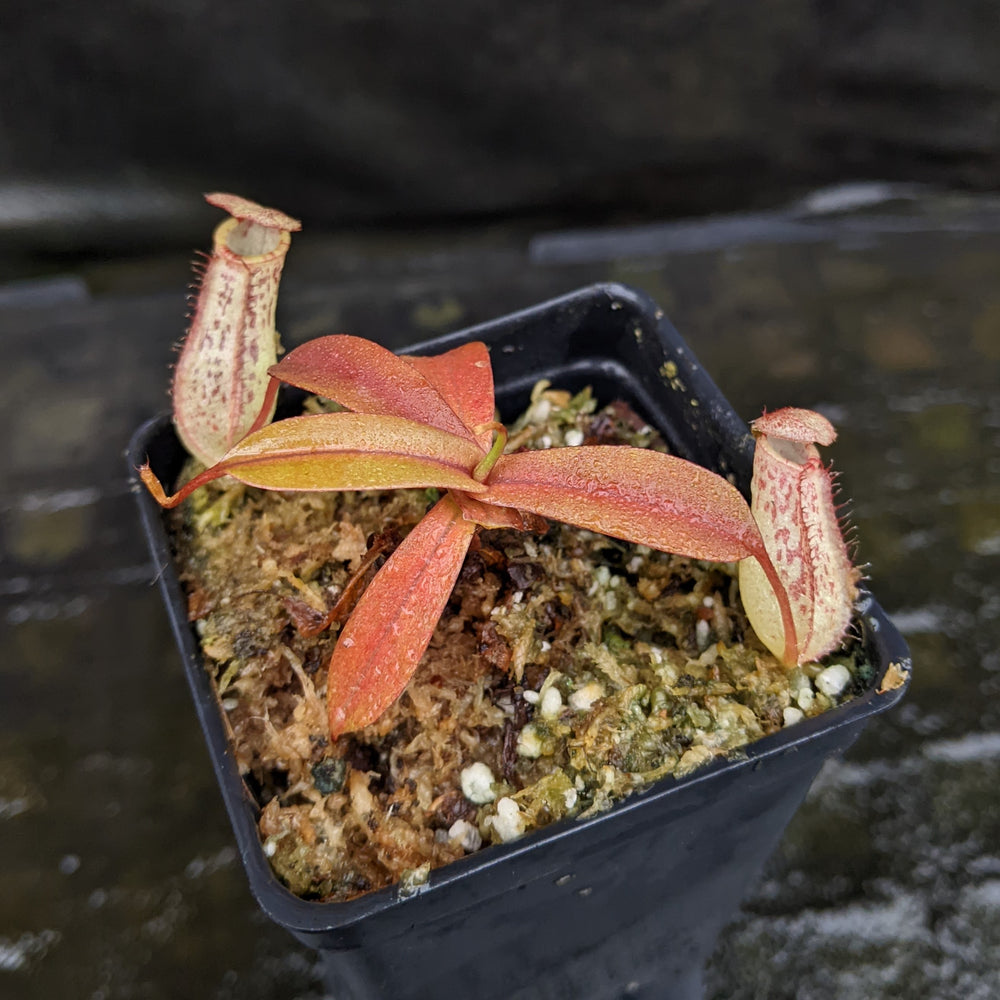 
                      
                        Nepenthes ventricosa "Denver" x spectabilis Pangulubao, CAR-0330, pitcher plant, carnivorous plant, collectors plant, large pitchers, rare plants
                      
                    