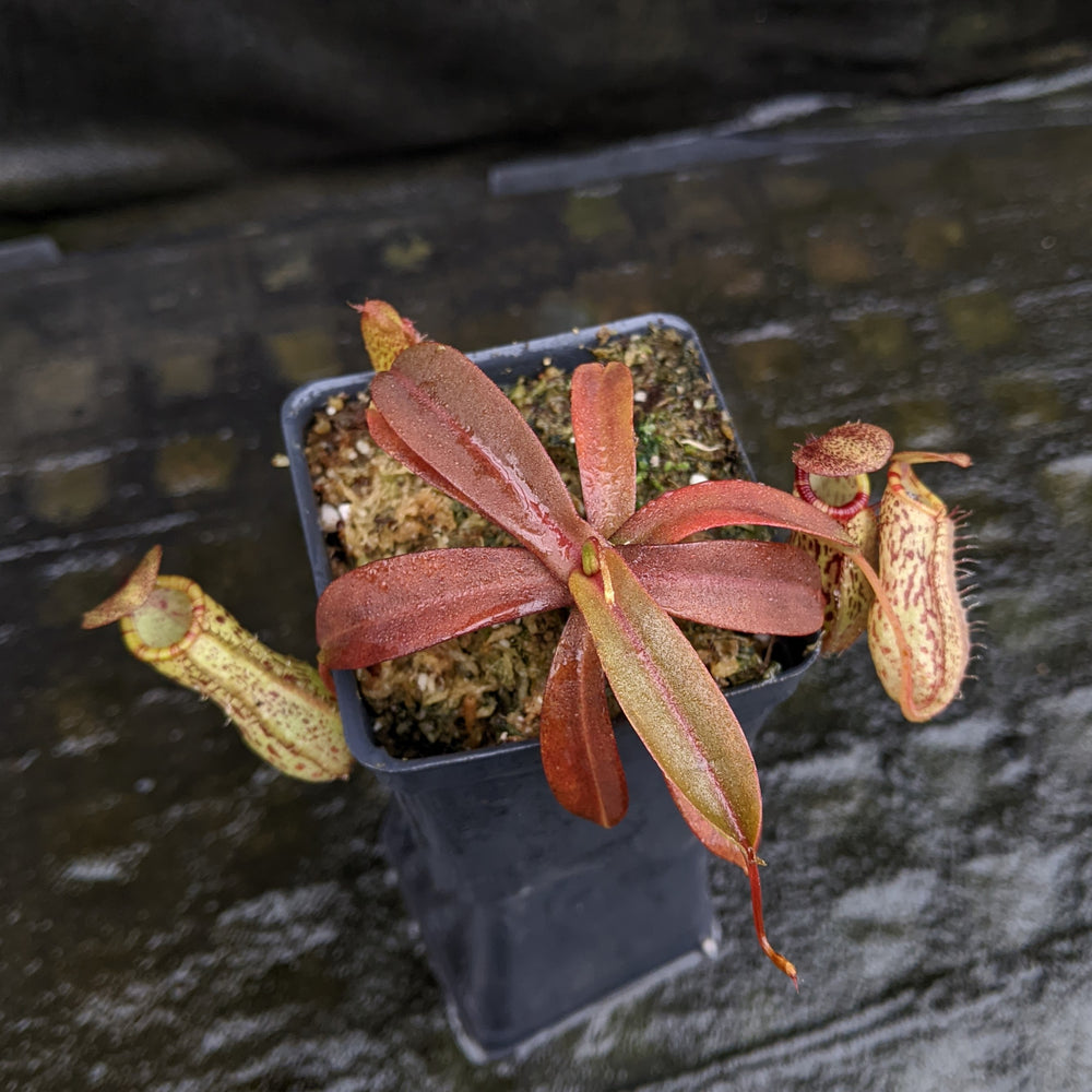 
                      
                        Nepenthes ventricosa "Denver" x spectabilis Pangulubao, CAR-0330, pitcher plant, carnivorous plant, collectors plant, large pitchers, rare plants
                      
                    
