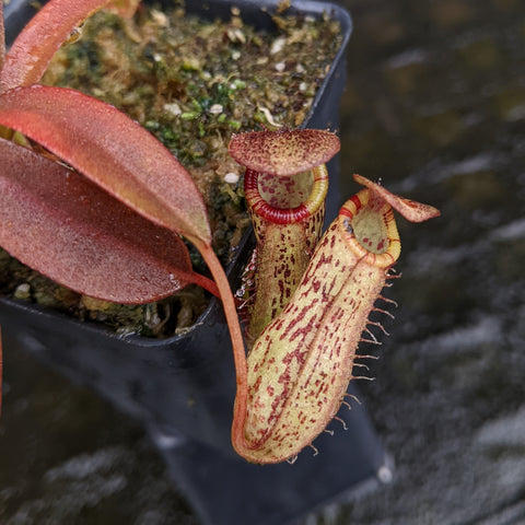 Nepenthes ventricosa Denver x spectabilis Pangulubao pitcher with pale yellow body maroon speckles and a red rim