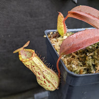 Nepenthes ventricosa "Denver" x spectabilis Pangulubao, CAR-0330, pitcher plant, carnivorous plant, collectors plant, large pitchers, rare plants