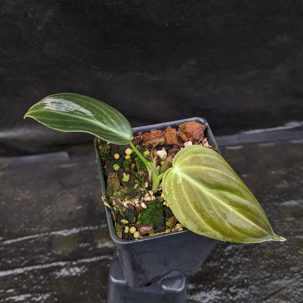 
                      
                        Philodendron melanochrysum
                      
                    